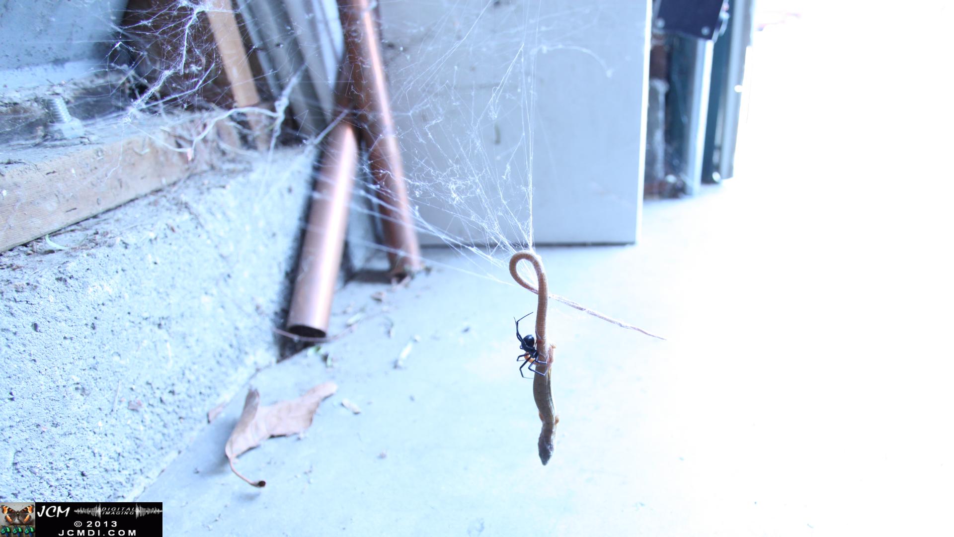 Black Widow vs (and EATS) Alligator Lizard
